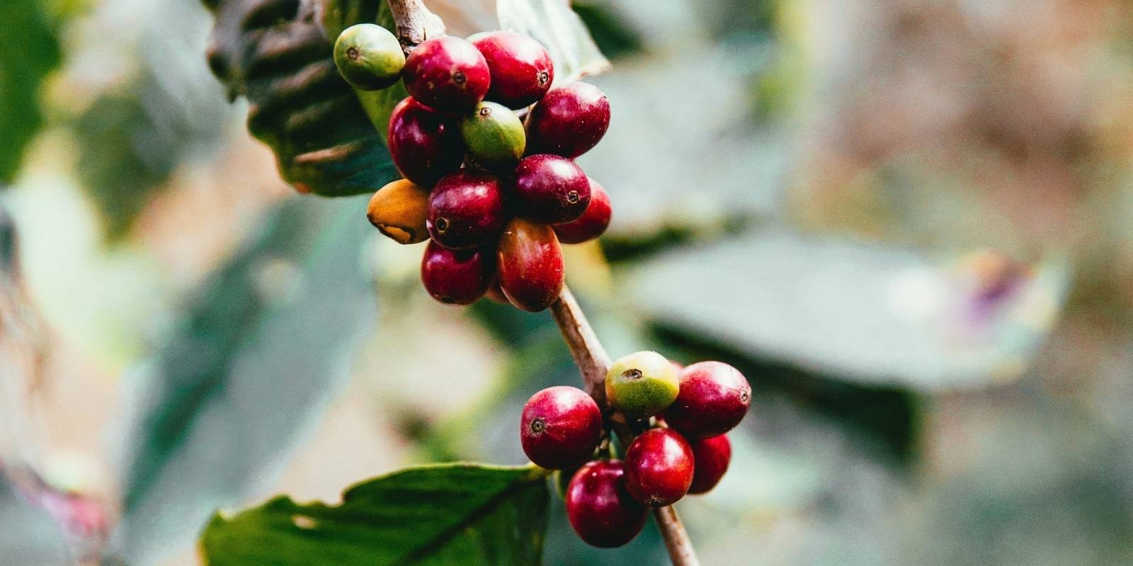 Close-up of Ripe Red Coffee Cherries on branch