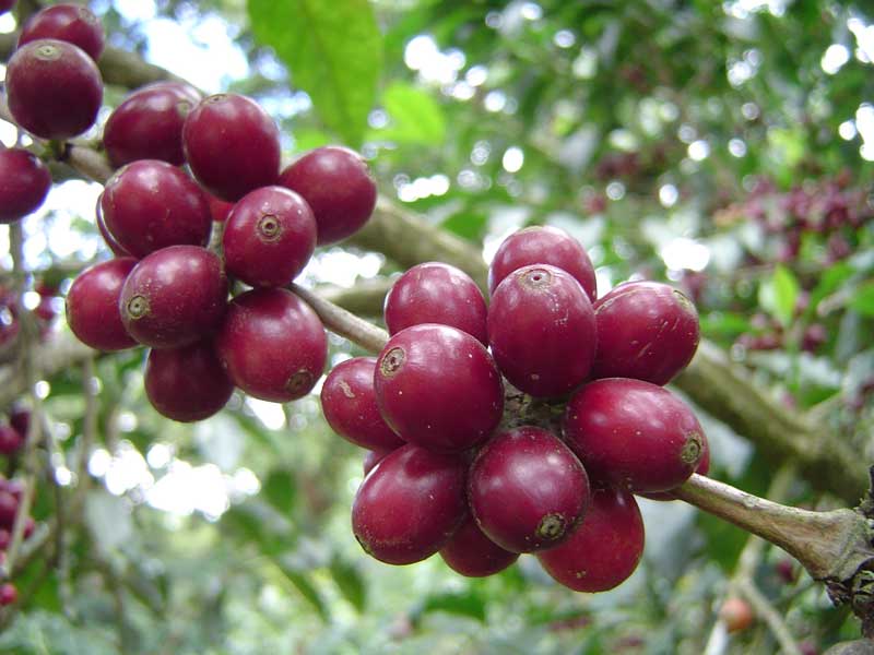 Single Origin Espresso